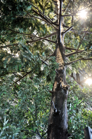 Hinoki cypress